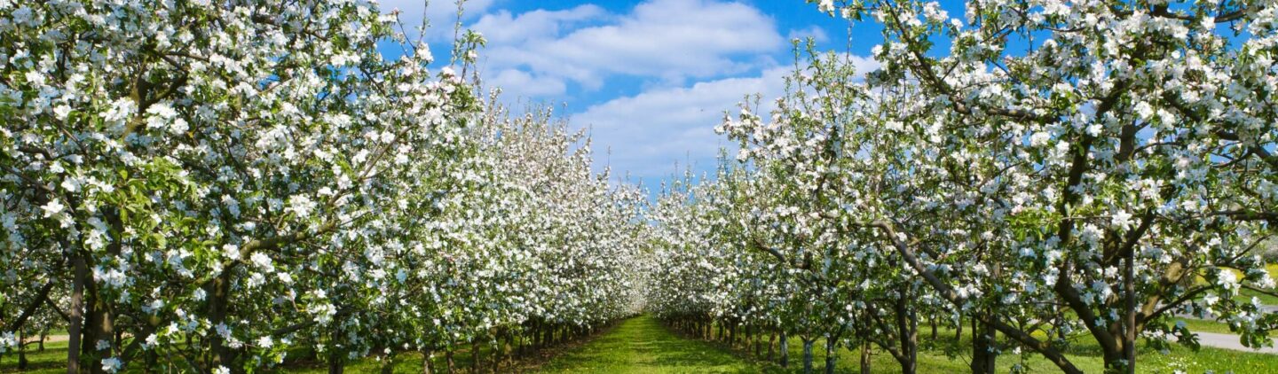 MLG macchine agricole campo